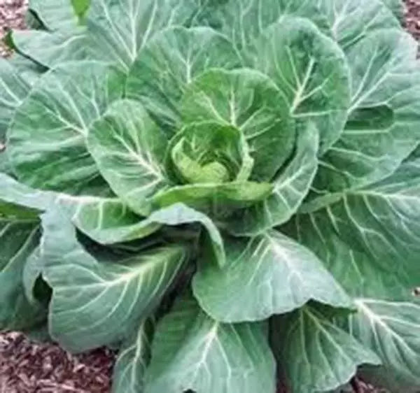 Collard Greens Seeds, 1000 Count, Georgia Southern Heirloom, Non-GMO, Brassica oleracea