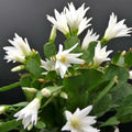 Easter Cactus Live Plant - 3" Pot - White Blooms - Rhipsalidopsis Gaertneri - 5-6" Tall