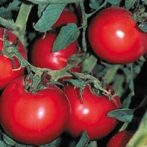 Thessaloniki Premier Slicer Seeds - 25 Seeds - Heirloom Tomato (Solanum lycopersicum) - Buy 3+ Varieties, Save 20%