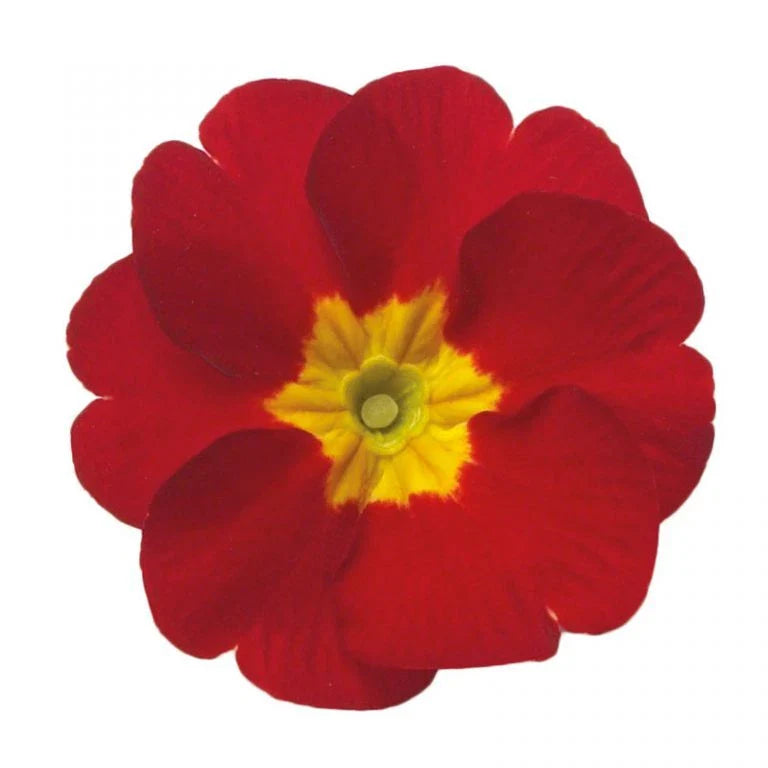 Primula Danova Seeds - 500 Count - Red Flowering - Primula danova - Non-California Shipping