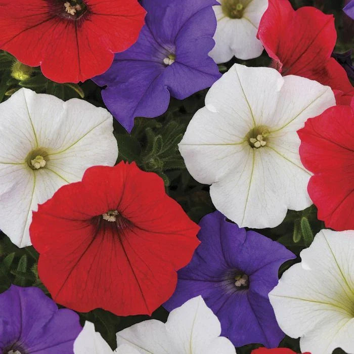 Petunia Seeds - 50 Red White Purple Mix Flower Seeds - Petunia x hybrida - US Seller
