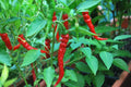 Cayenne Long Red Thin Pepper Seeds, NON-GMO, Variety Sizes, Capsicum annuum, Free Shipping
