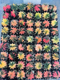 Live Cactus Gymnocalycium “LB 2178 Hybrid” Random Lot - Rare Thailand Import, Unique Succulent Variety