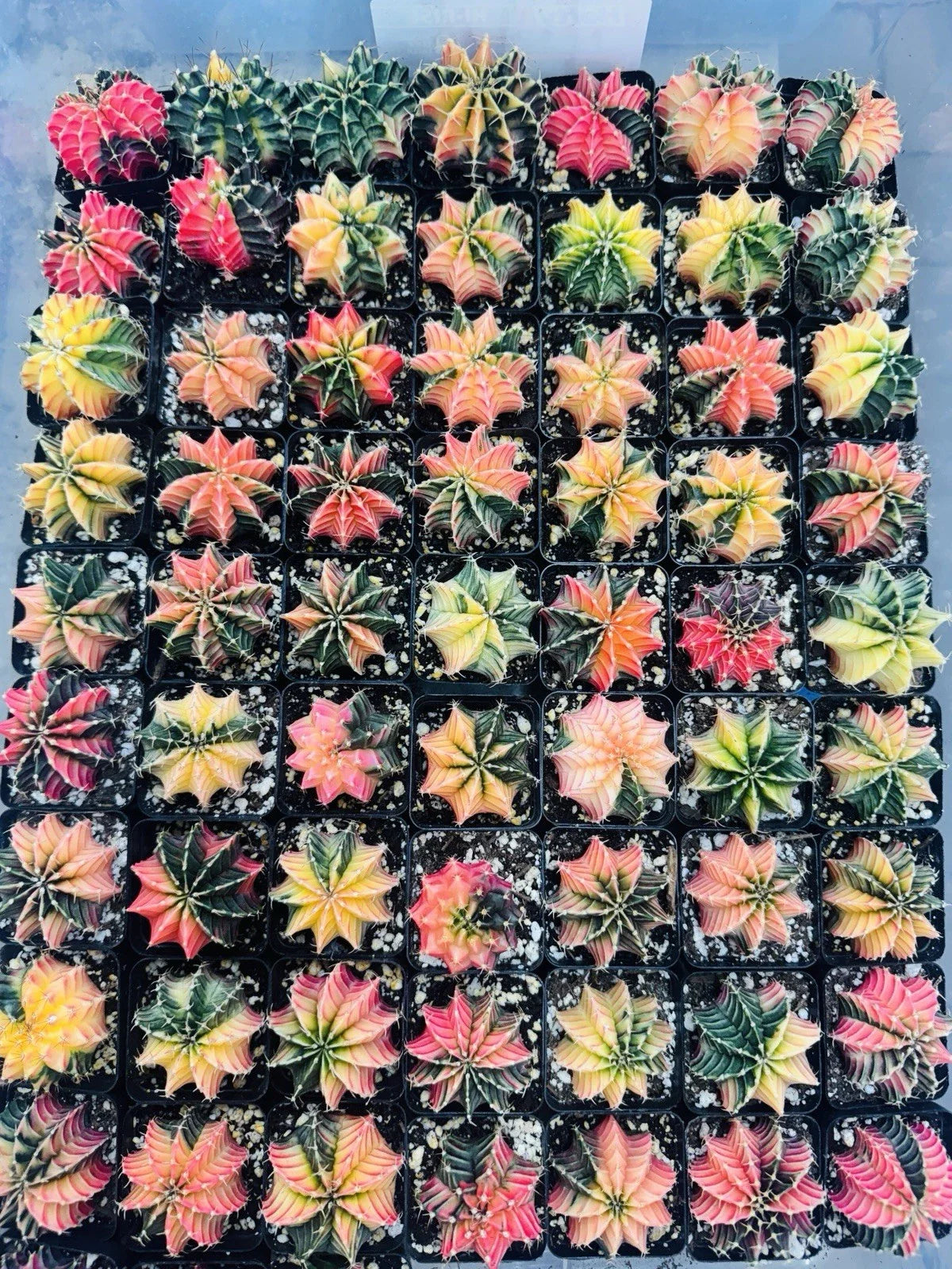 Live Cactus Gymnocalycium “LB 2178 Hybrid” Random Lot - Rare Thailand Import, Unique Succulent Variety