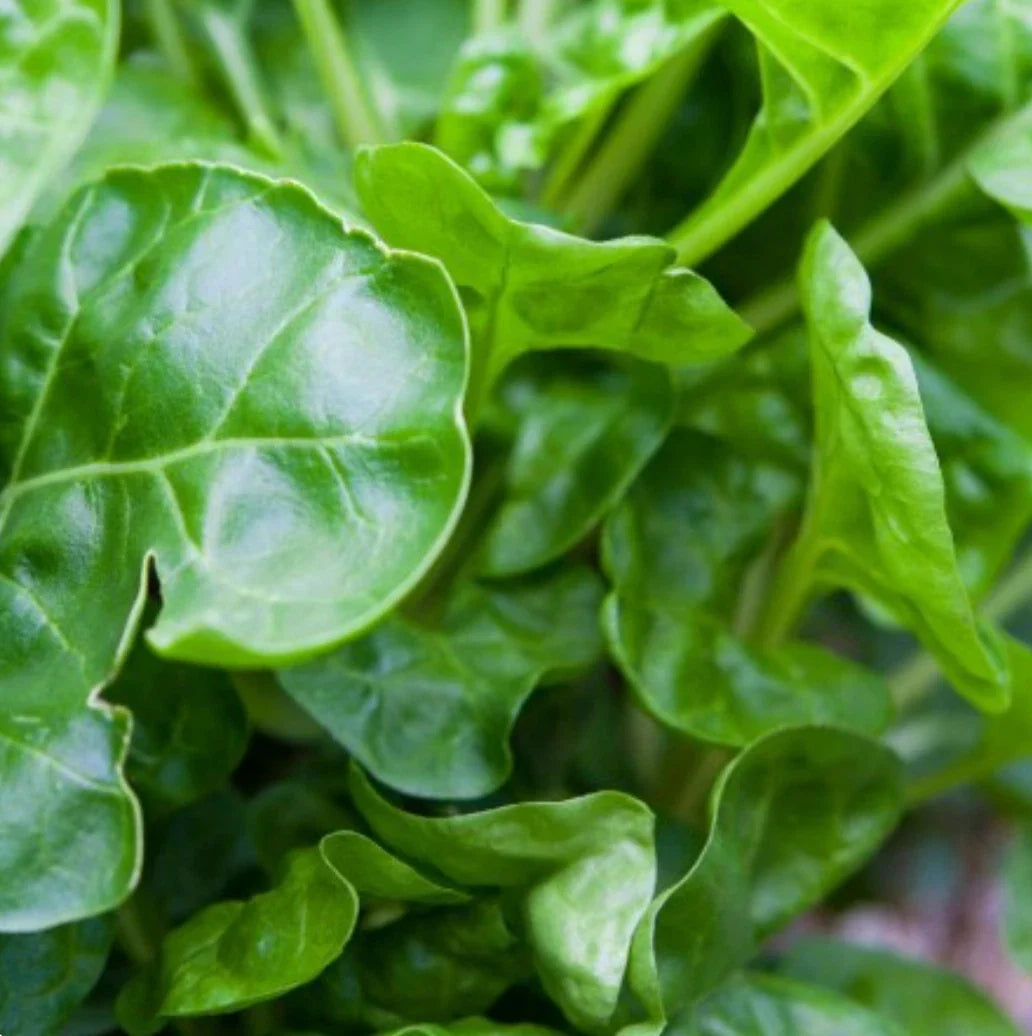 Perpetual Swiss Chard Seeds, 500+ Non-GMO Salad Greens, Beta vulgaris subsp. cicla