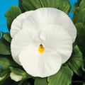 Pansy Seeds - 50 Delta Premium Pure White - Viola tricolor var. hortensis
