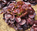 Oakleaf Red Lettuce Seeds - 4g Fresh New Harvest - Premium Quality (Lactuca sativa)