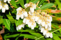 Forest Flame Shrub Seeds - 30 Seeds - Pieris Japonica, Japanese Pieris, Evergreen Shrub for Garden