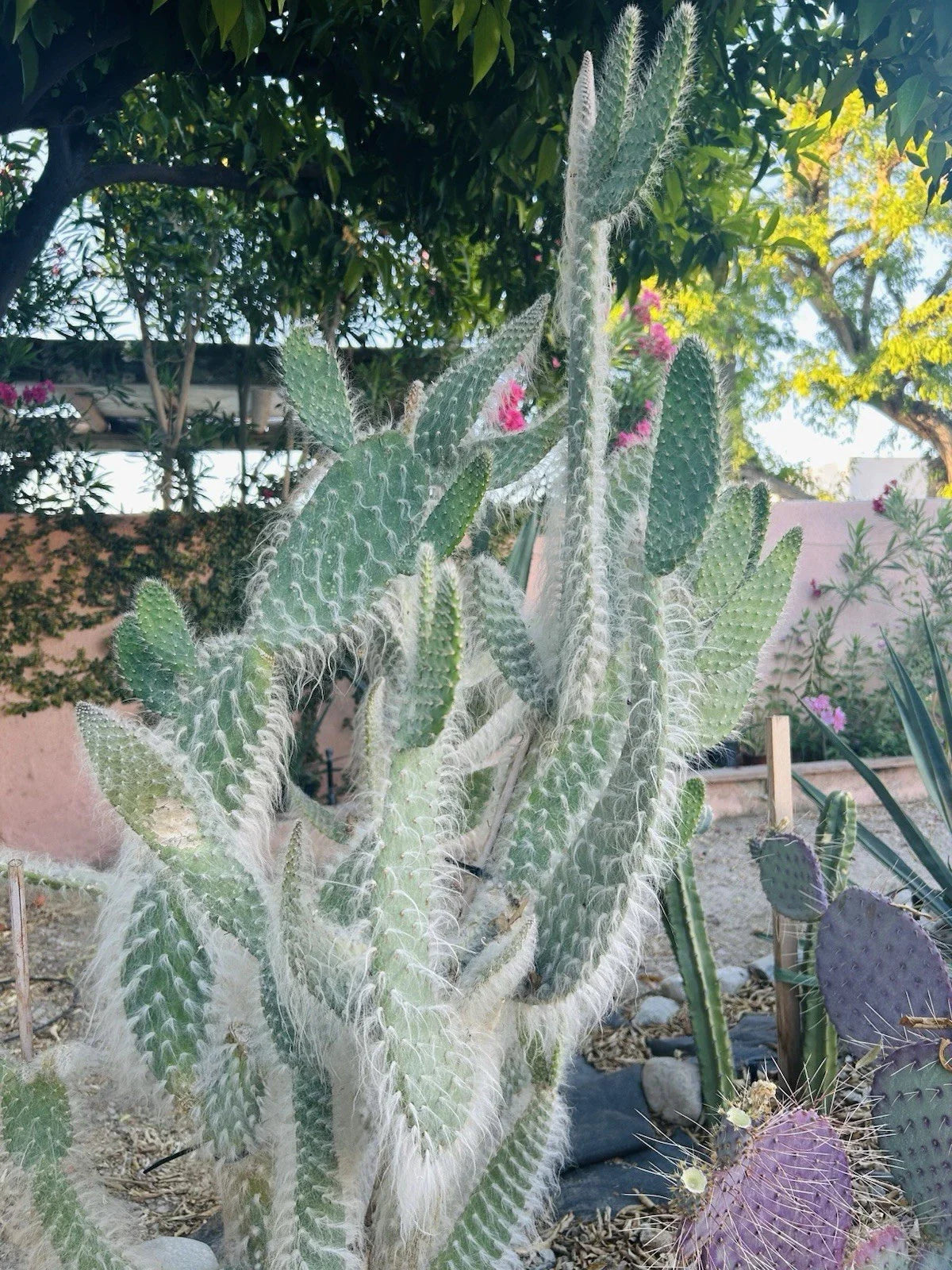 Hairy Cactus Cuttings - Snow Opuntia Old Man Fuzzy Plant Pads 6”-12”H - Perfect for Indoor or Outdoor Gardens