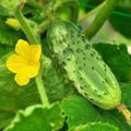 Organic Pickling Cucumber Seeds - 100 Count - Cucumis sativus - USA Grown, Non-GMO