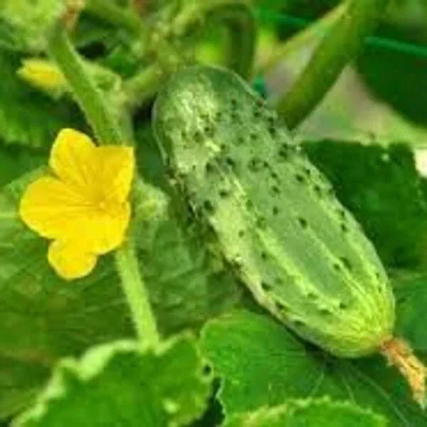Organic Pickling Cucumber Seeds - 100 Count - Cucumis sativus - USA Grown, Non-GMO