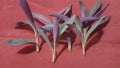 Purple Heart Wandering Jew Plant Cuttings 5 Pieces 4-6 Inches Tradescantia pallida