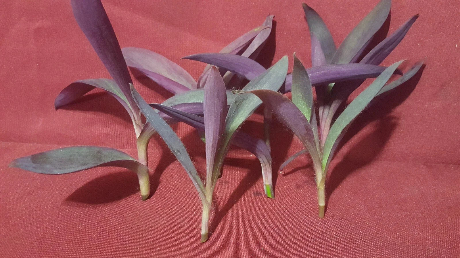 Purple Heart Wandering Jew Plant Cuttings 5 Pieces 4-6 Inches Tradescantia pallida