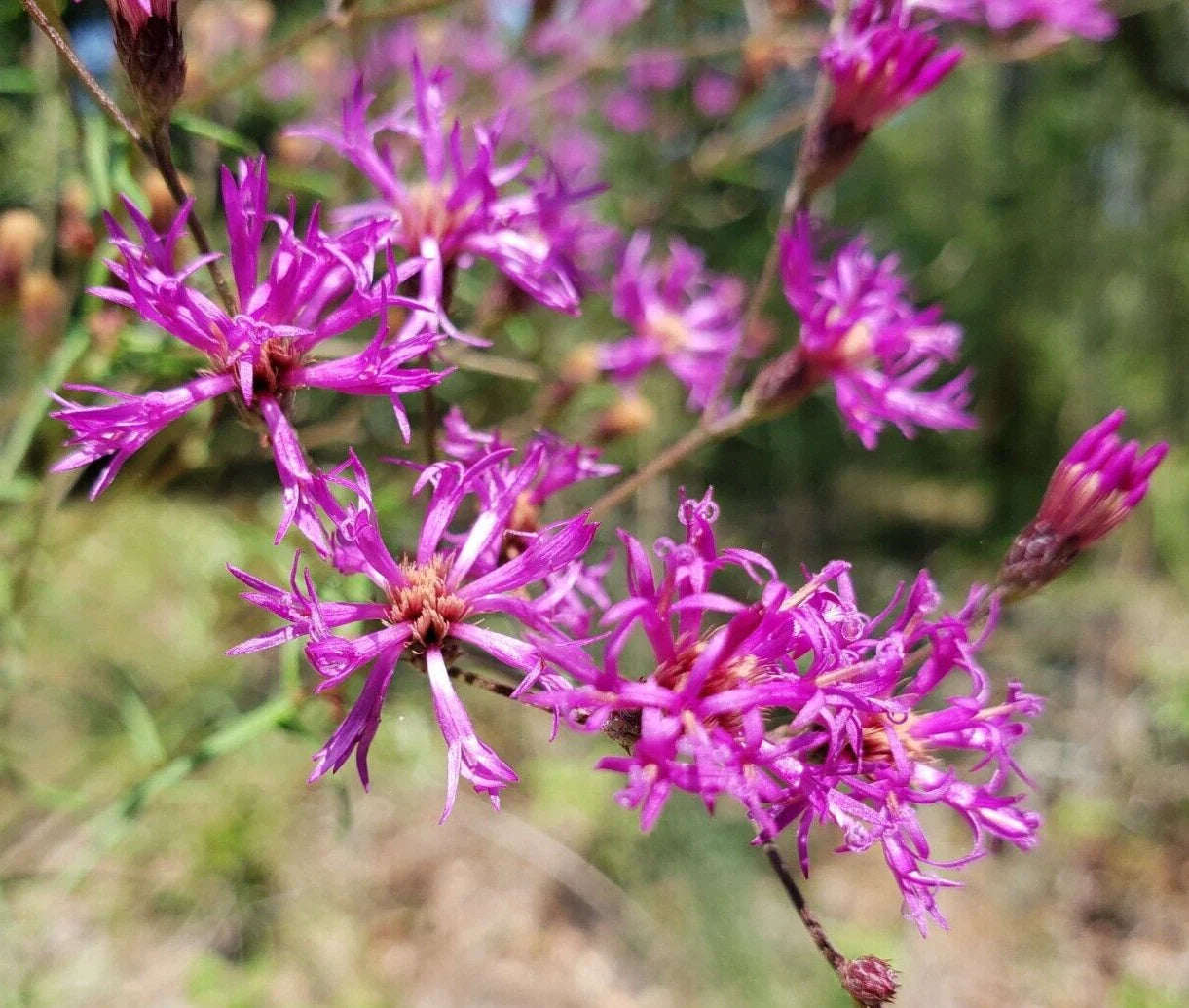 Florida Ironweed Seeds | 25 Count | Vernonia Angustifolia | Native Florida Ecotype