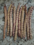 Honey Mesquite Seed Pods - 10 Pack - Drought Tolerant Legume, Prosopis glandulosa, 2025 Harvest