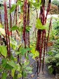 Red Yard Long Bean Seeds, NON-GMO, Chinese Red Noodle, Extra Long, Vigna unguiculata subsp. sesquipedalis