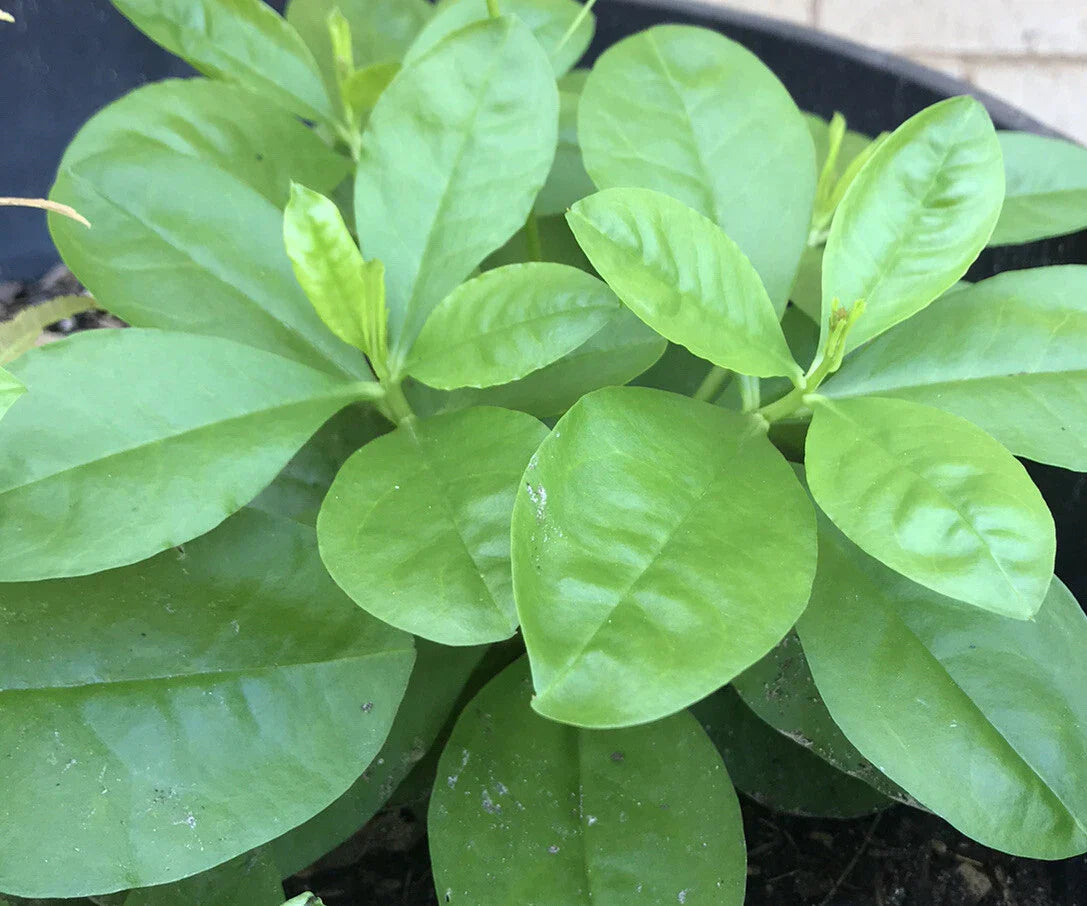Talinum Ginseng Sam Dat Live Plants - Jewels of Opar - 4 Bare Root Asian Herbs for Gardening