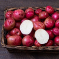 Red Norland Seed Potatoes for Planting - Early Maturing Variety - Ideal for Home Gardens - Solanum tuberosum