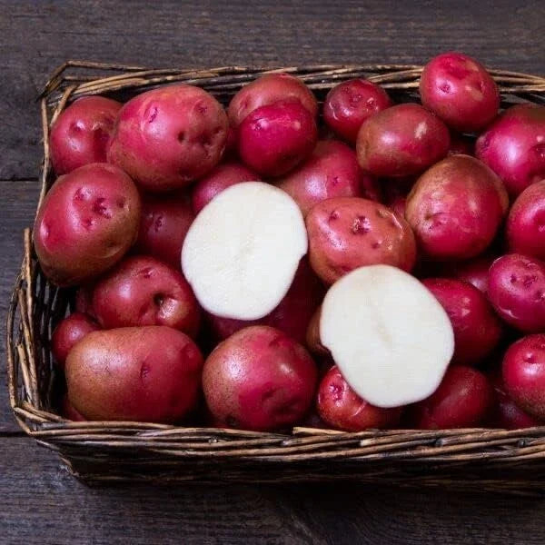 Red Norland Seed Potatoes for Planting - Early Maturing Variety - Ideal for Home Gardens - Solanum tuberosum
