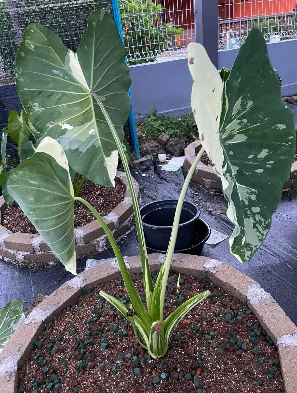Elepaio Plant - Small Rooted Starter - Elephant Ear - Colocasia esculenta