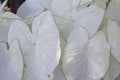 Caladium Bulbs for Planting – 2 Bulbs – Fancy Varieties – Easy & Fast Growing – Caladium bicolor