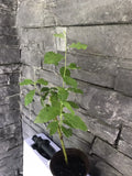 Pussy Willow Live Tree - Well Rooted - Beautiful Easter Willow - Salix - Ready to Plant