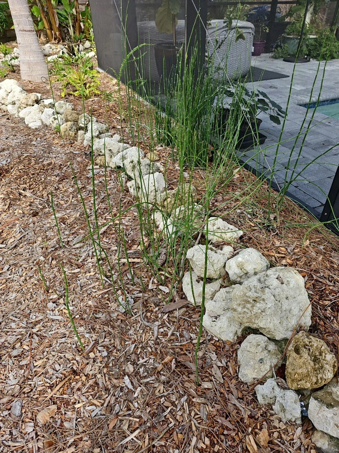 Equisetum Fluviatile Water Horsetail Live Plant - 4 pcs Root for Aquascape Aquarium & Koi Gardening