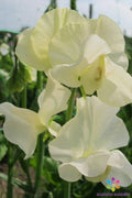 Sweet Pea Seeds 50+ Pack - Cornish Cream Variety - Lathyrus odoratus - Garden Seeds - USA