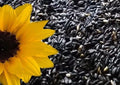 Sunflower Seeds - 10+ Black Oil Heirloom Non-GMO - Helianthus annuus
