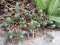 Sedum Reflexum Blue Spruce Perennial Ground Cover Cuttings 3-4" Long - 4 Pack