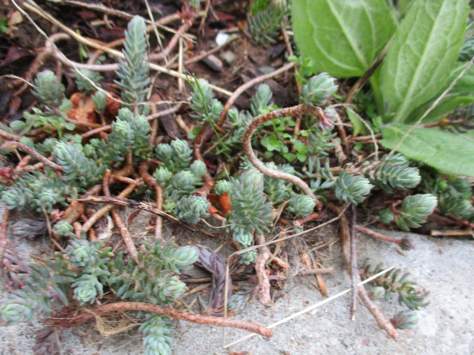 Sedum Reflexum Blue Spruce Perennial Ground Cover Cuttings 3-4" Long - 4 Pack