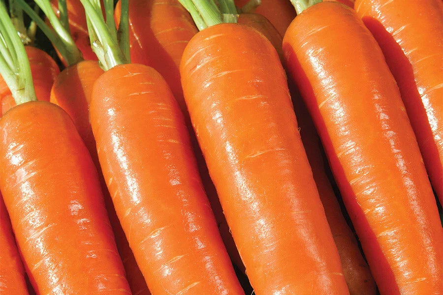 Musico Carrot Seeds - 1000+ Seeds for Garden Planting - Daucus carota - Non-GMO, USA Grown