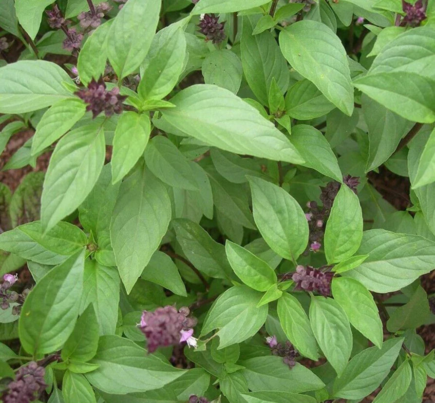 Thai Basil Seeds 600+ Annual Herb, Vietnamese Culinary Variety, Ocimum Basilicum for Home Garden
