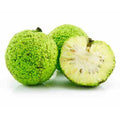 Osage Orange Seeds - 10 to 1000 Count - Hedge Apple Tree - Maclura pomifera - Unique Monkey Balls