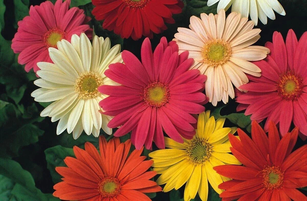 Gerbera Daisy Seeds - 200+ Count - Jameson II Mix - Vibrant Colors - Perfect for Garden - Free Shipping in USA