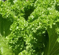 Old Fashioned Mustard Seeds 500+ Count Non-GMO Vegetable Garden Greens Brassica juncea