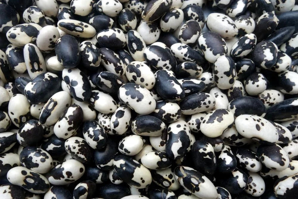 Calypso Bean Seeds for Planting, 20 Seeds, Delicious Variety, Phaseolus vulgaris