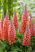 Towering Inferno Lupine Seeds - 25+ Pack - Colorful Garden Variety - Lupinus polyphyllus - USA Shipping Available