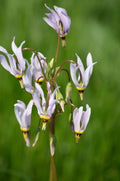 Midland Shooting Star Wildflower Seeds - 50+ Seeds - Native American Cowslip (Dodecatheon meadia) - USA Native