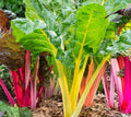 Northern Lights Swiss Chard Seeds | Silver Beet Rainbow Seed | Beta vulgaris var. cicla