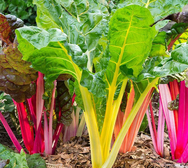 Northern Lights Swiss Chard Seeds | Silver Beet Rainbow Seed | Beta vulgaris var. cicla