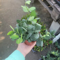 Silver Dollar Plant Cuttings | String of Coins | 4in Pot | Xerosicyos Danguyi