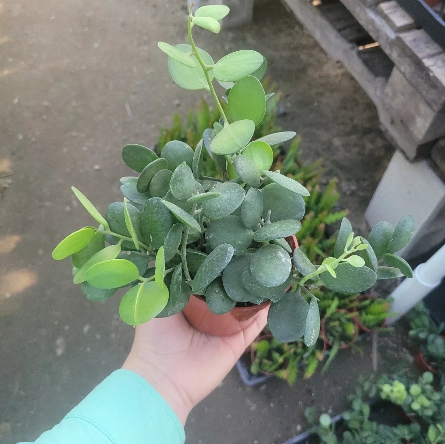 Silver Dollar Plant Cuttings | String of Coins | 4in Pot | Xerosicyos Danguyi