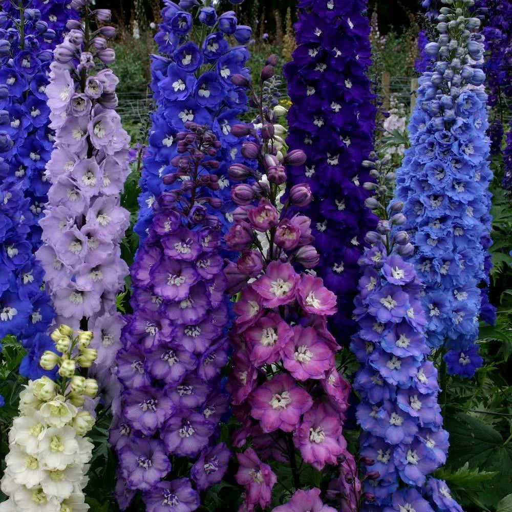 Delphinium Seeds - 50 Pack Dark Mix Perennial Flower Seeds - Garden Flowers - Delphinium spp. - US Seller