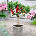 Peach Bonsai Tree Seeds - 4 Large Fruit Bearing Seeds - Prunus persica - USA Grown