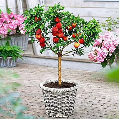 Peach Bonsai Tree Seeds - 4 Large Fruit Bearing Seeds - Prunus persica - USA Grown