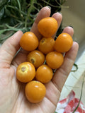 Golden Berry Seeds - 100 Pack Organic Edible Garden Fruit - Physalis Peruviana