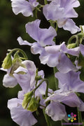 Chelsea Centenary Sweet Pea 50 Seeds - Heirloom Garden Seeds for Planting - Lathyrus odoratus - USA
