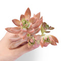 Fresh Sedum Adolfii Succulent Cuttings - Perfect for Plant Favors - Ideal for Crafts and Arrangements