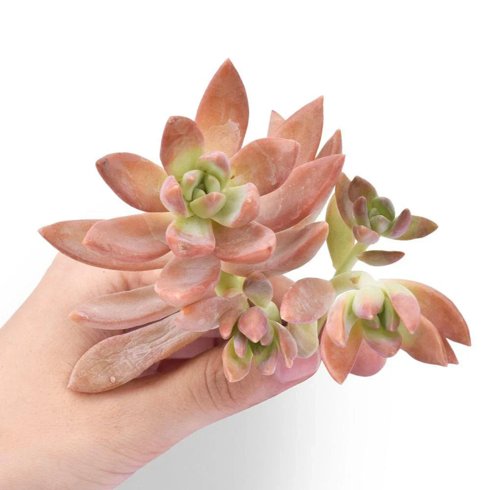 Fresh Sedum Adolfii Succulent Cuttings - Perfect for Plant Favors - Ideal for Crafts and Arrangements